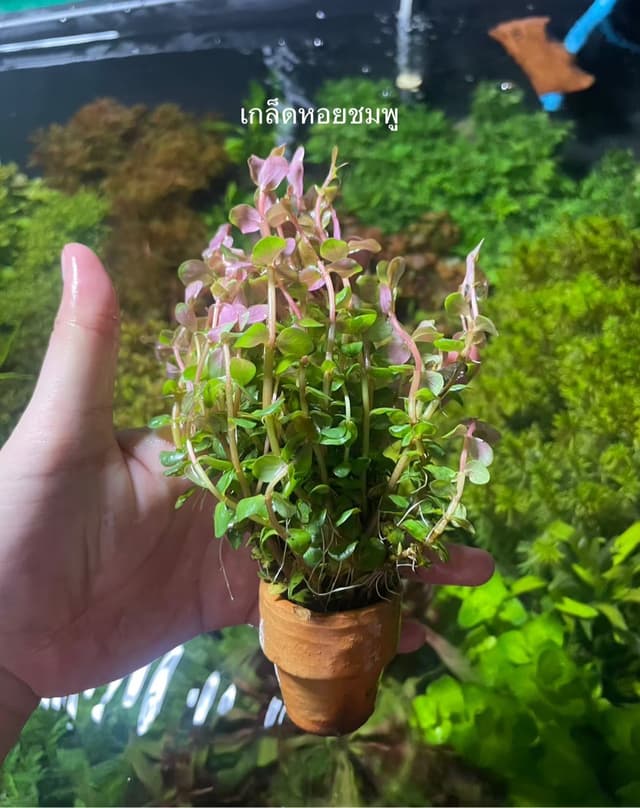 image_recomment