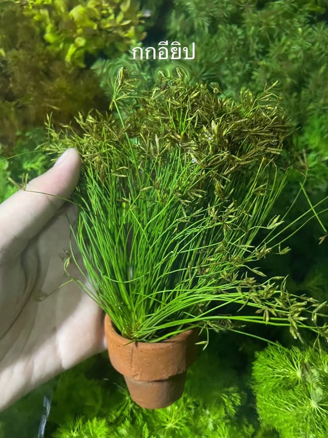 image_recomment