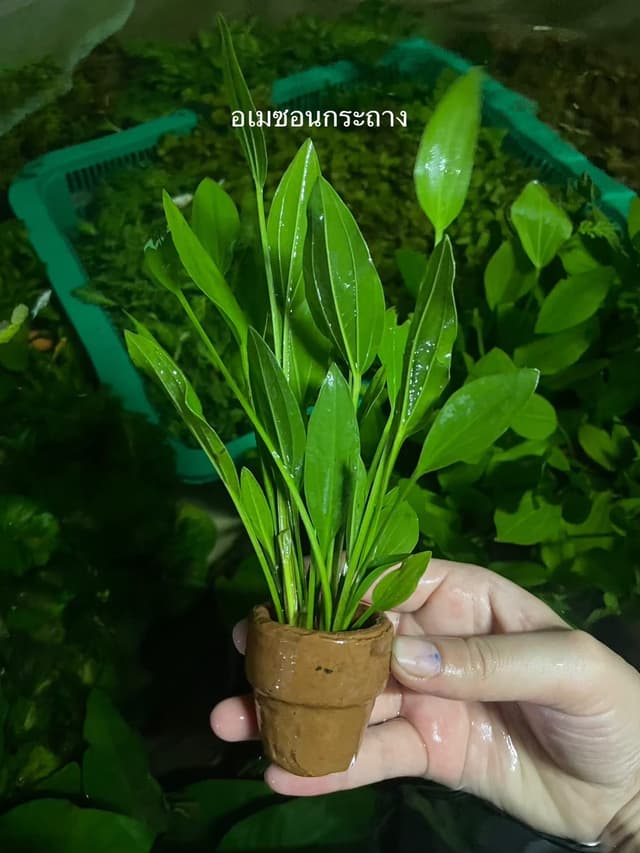image_recomment
