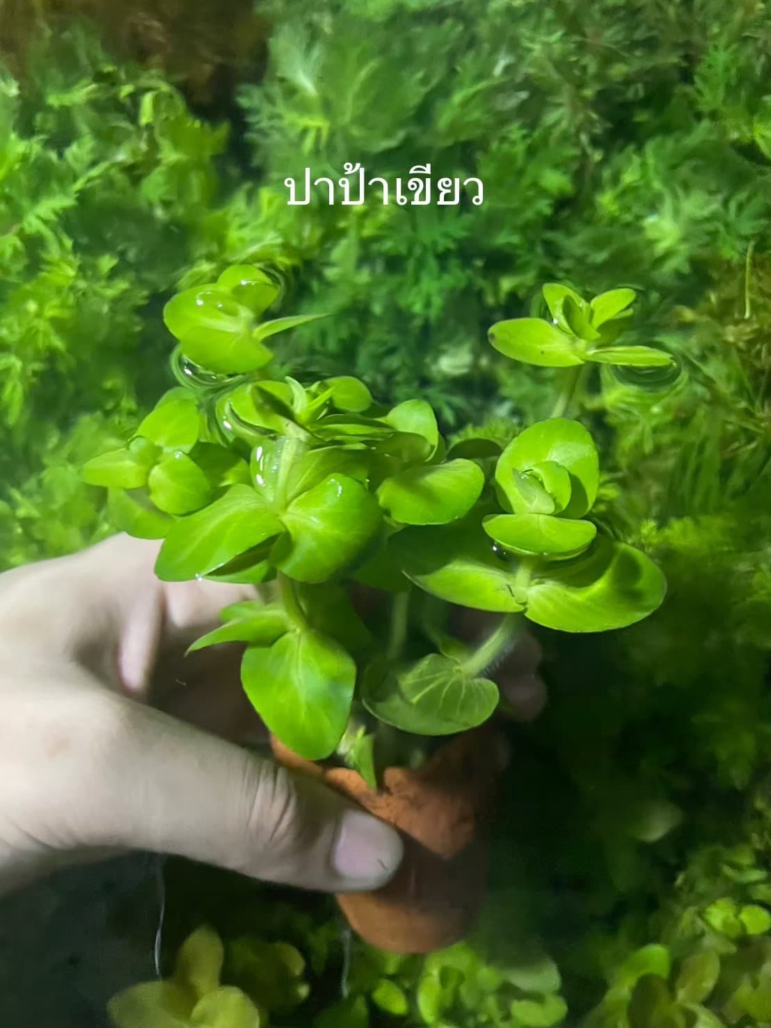 ปาป้าเขียว